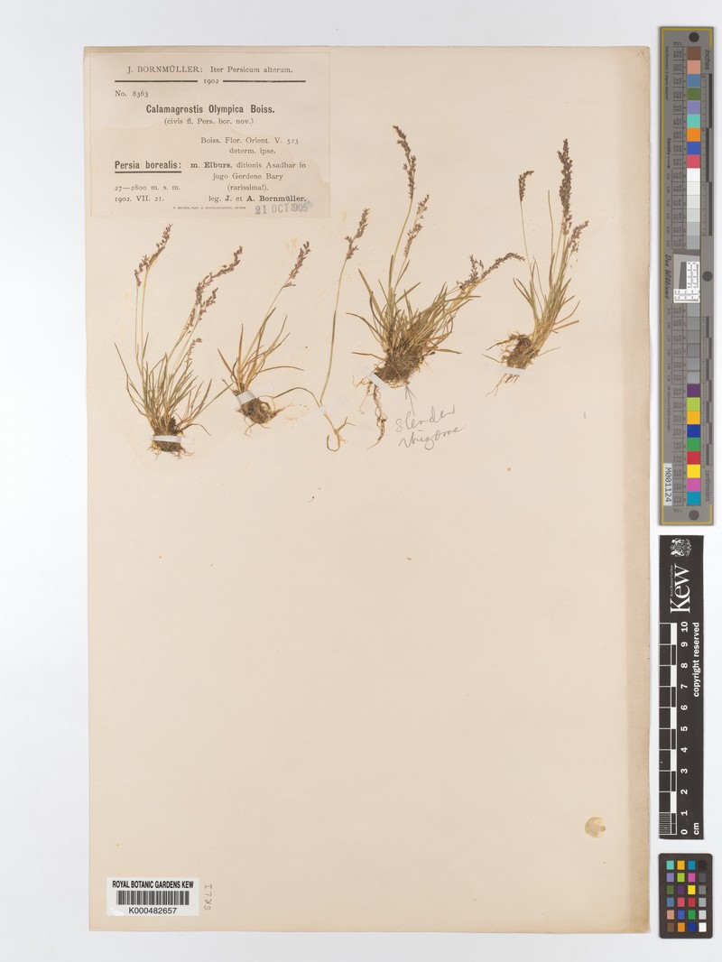 Agrostis olympica photo 4