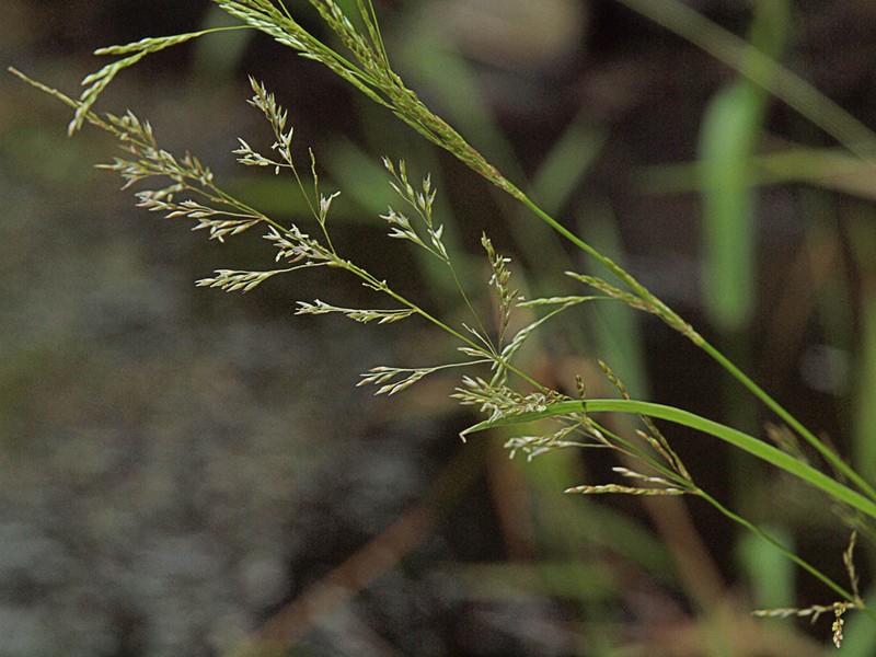 Oregon Bentgrass photo 3