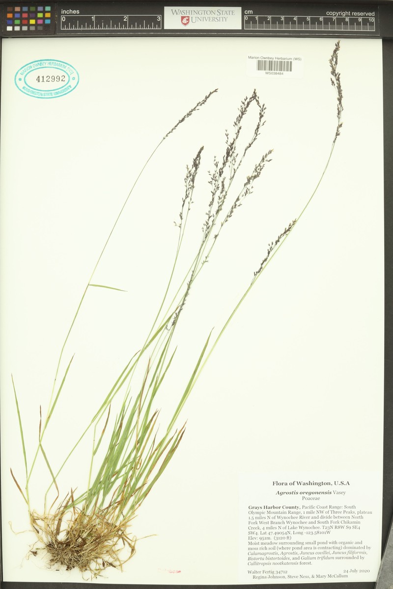 Oregon Bentgrass photo 6