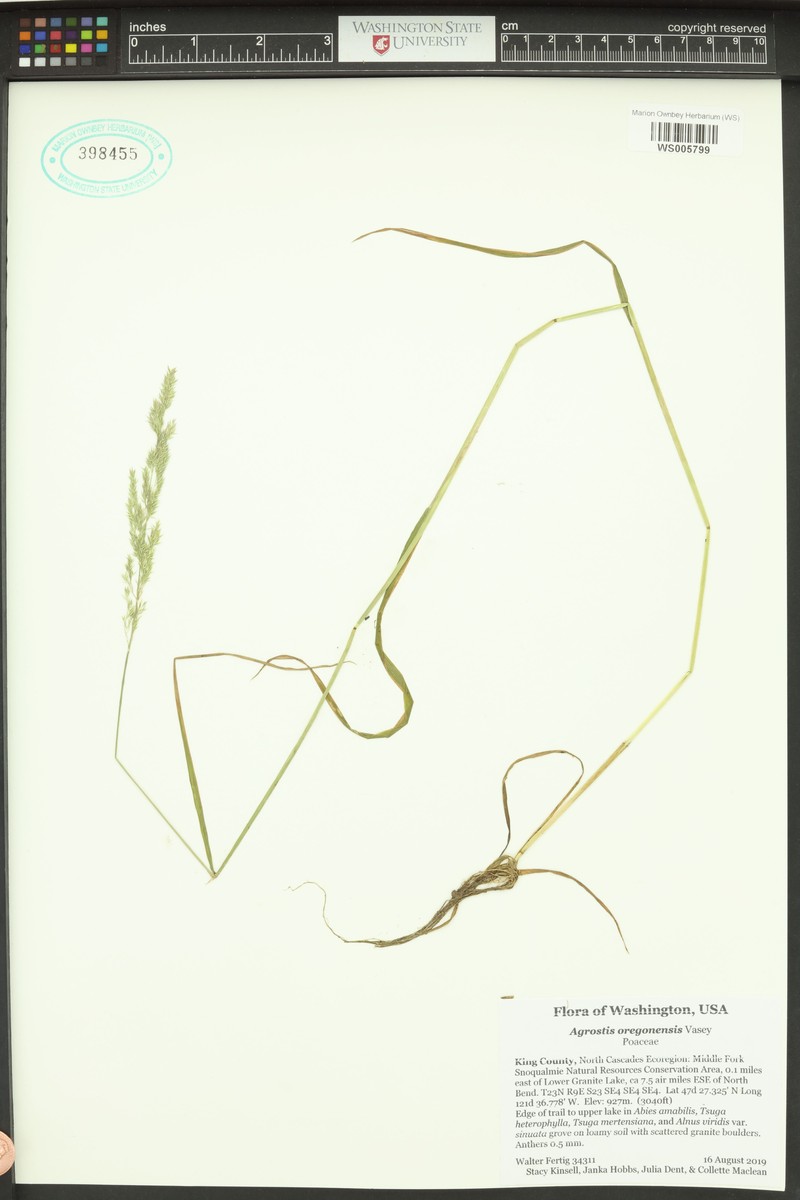 Oregon Bentgrass photo 7