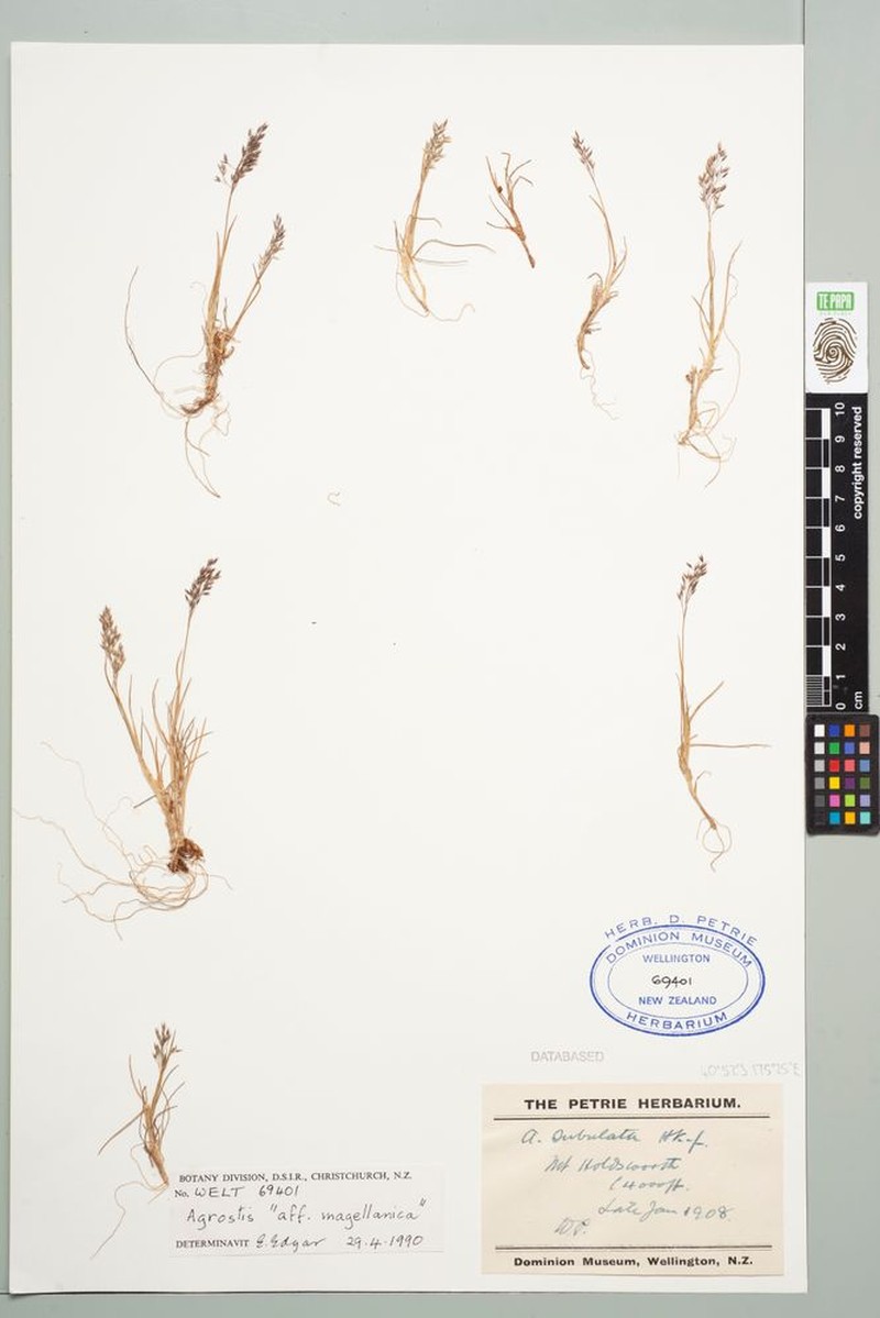 Agrostis oresbia