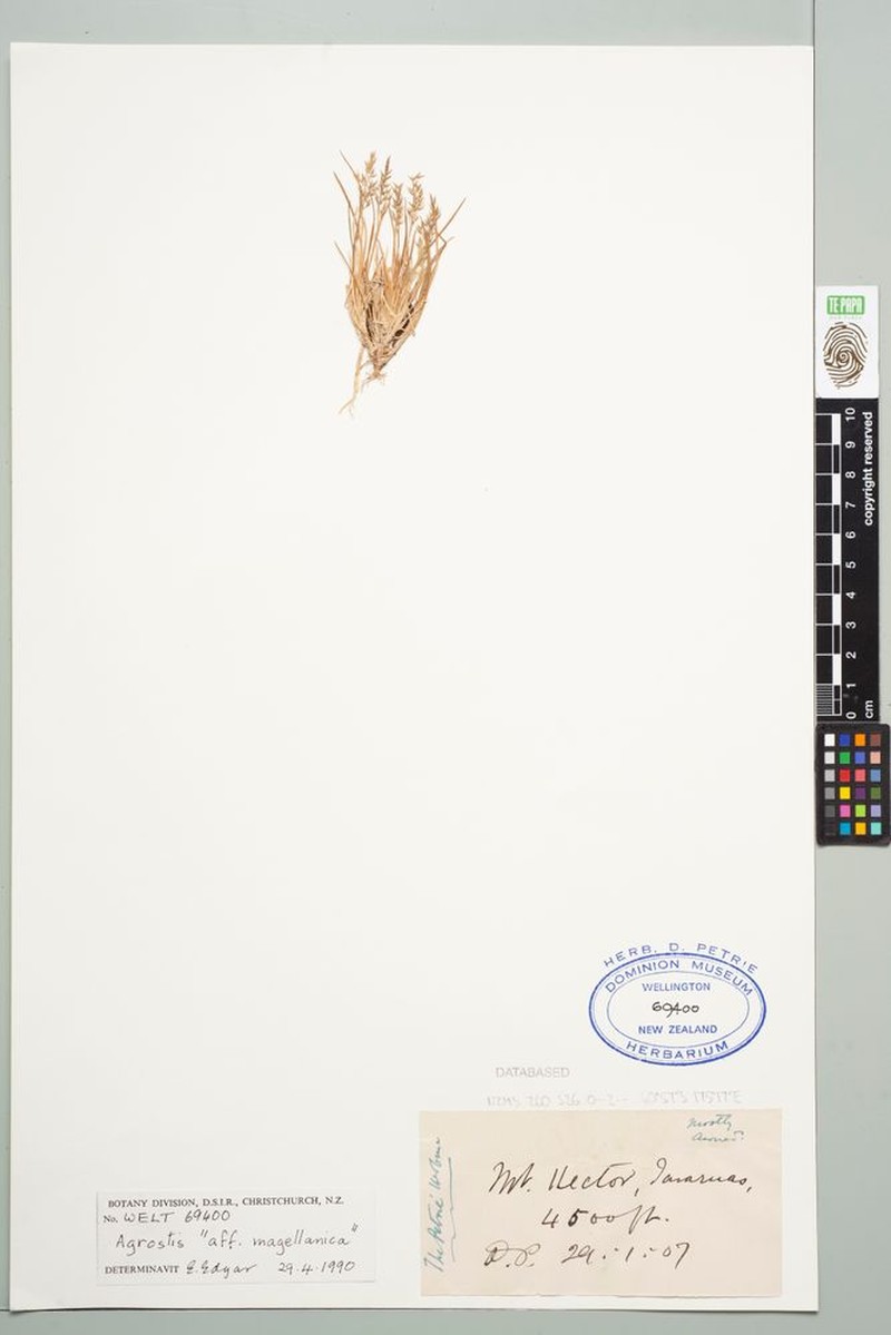 Agrostis oresbia photo 2
