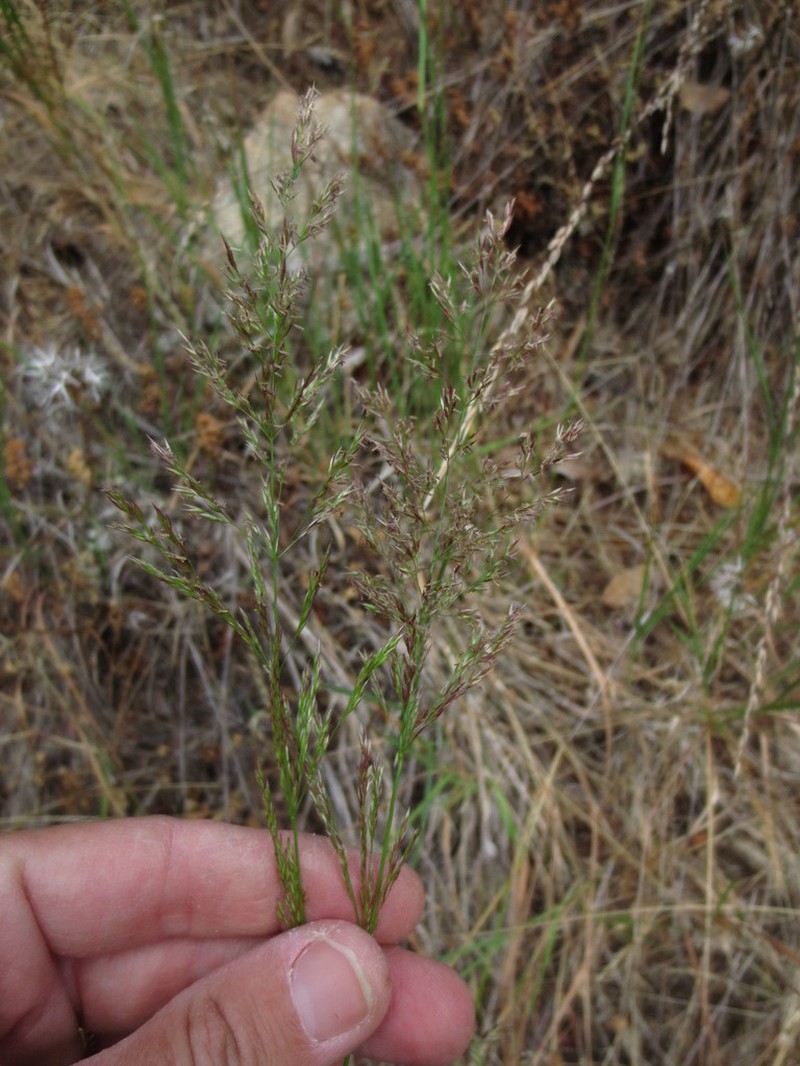 Seashore Bentgrass photo 2