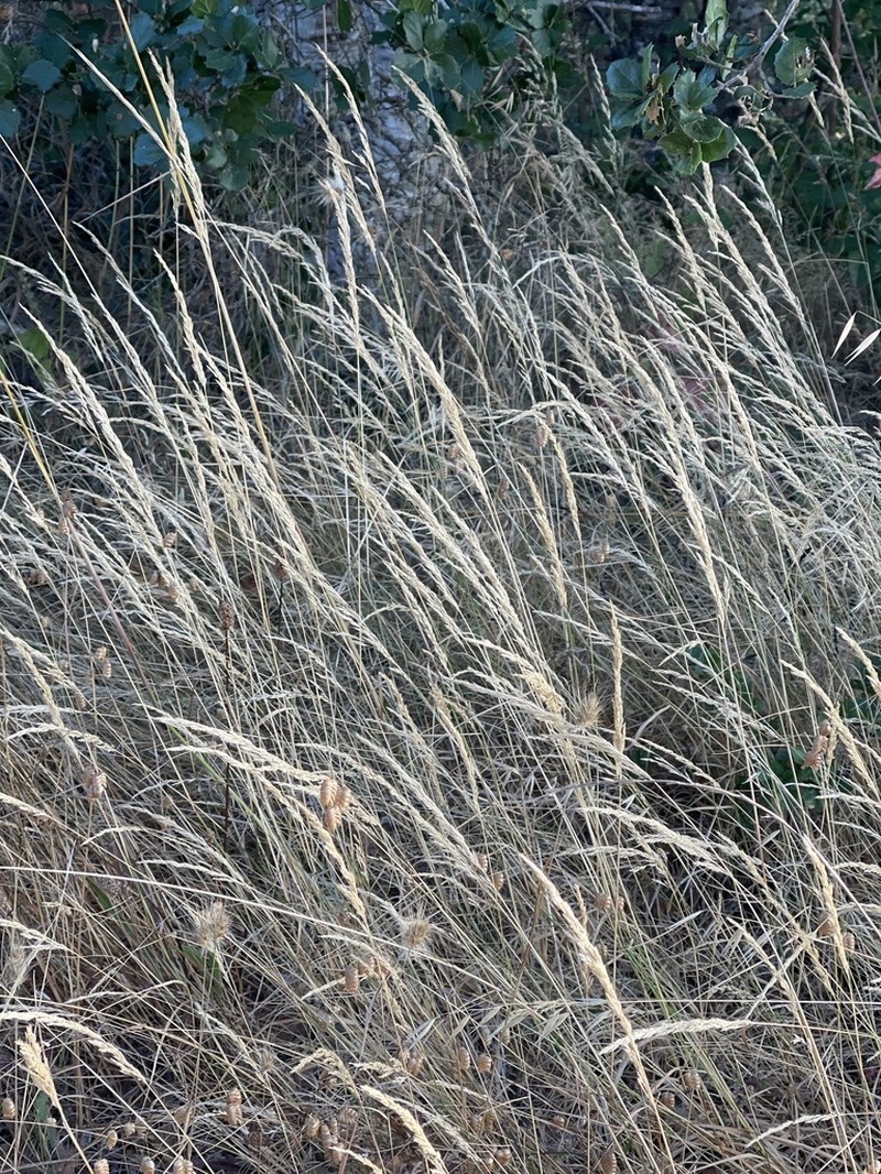 Seashore Bentgrass photo 3