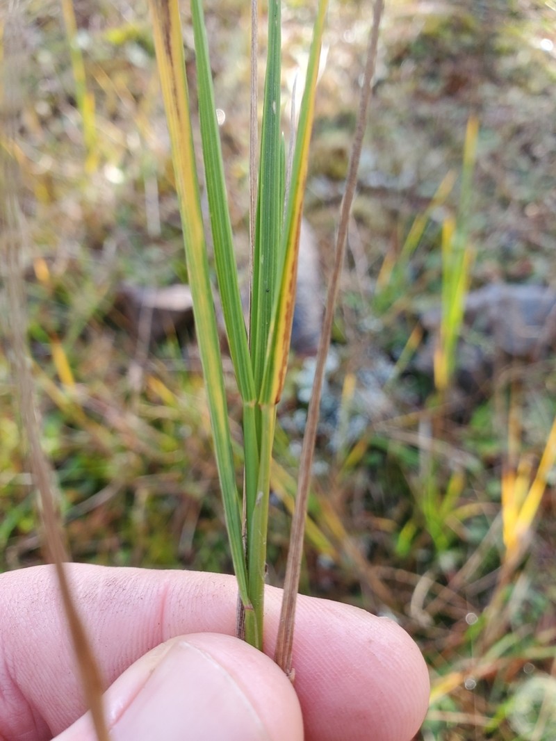 Seashore Bentgrass photo 4