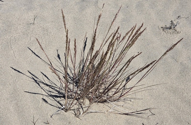 Seashore Bentgrass photo 5