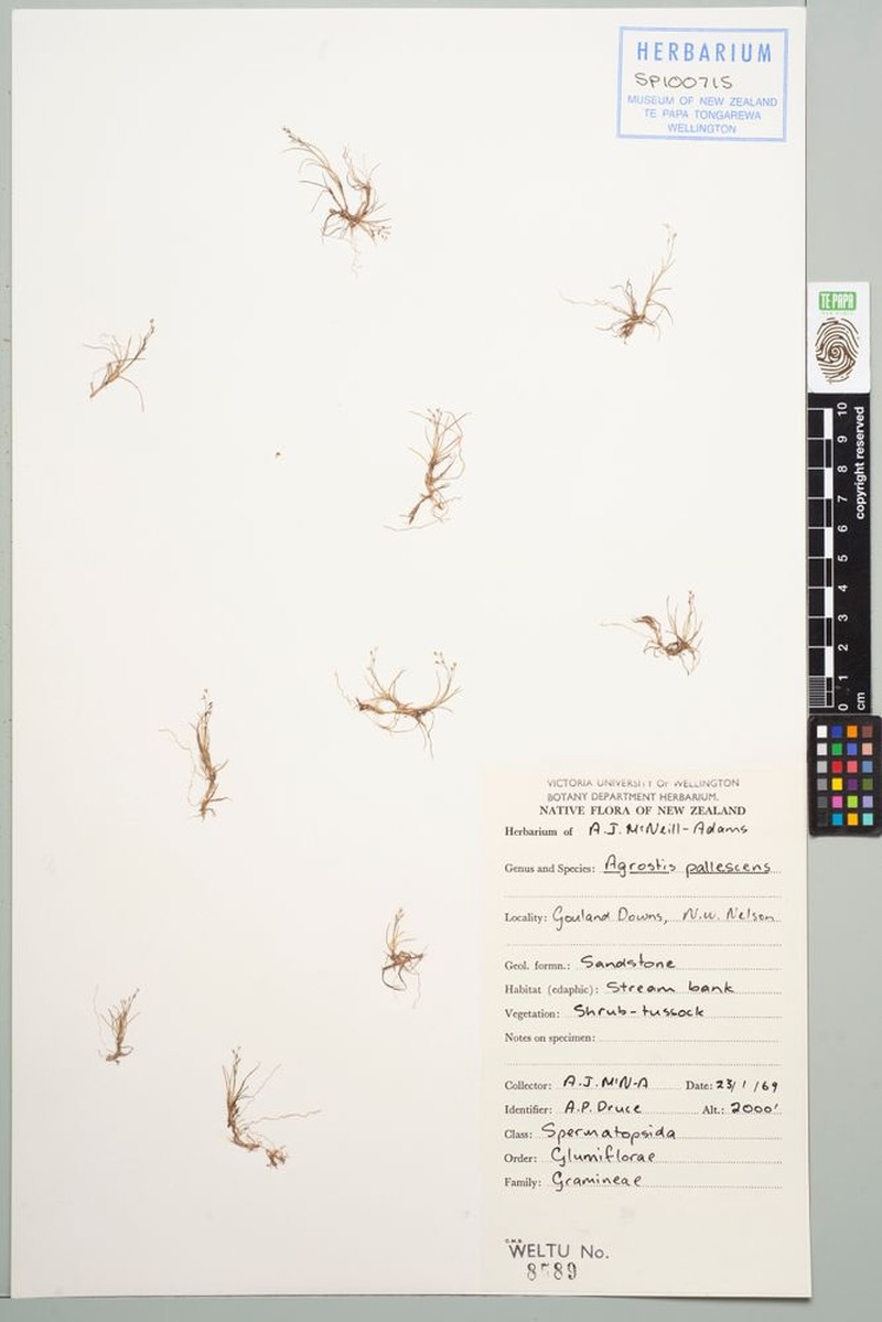Agrostis pallescens