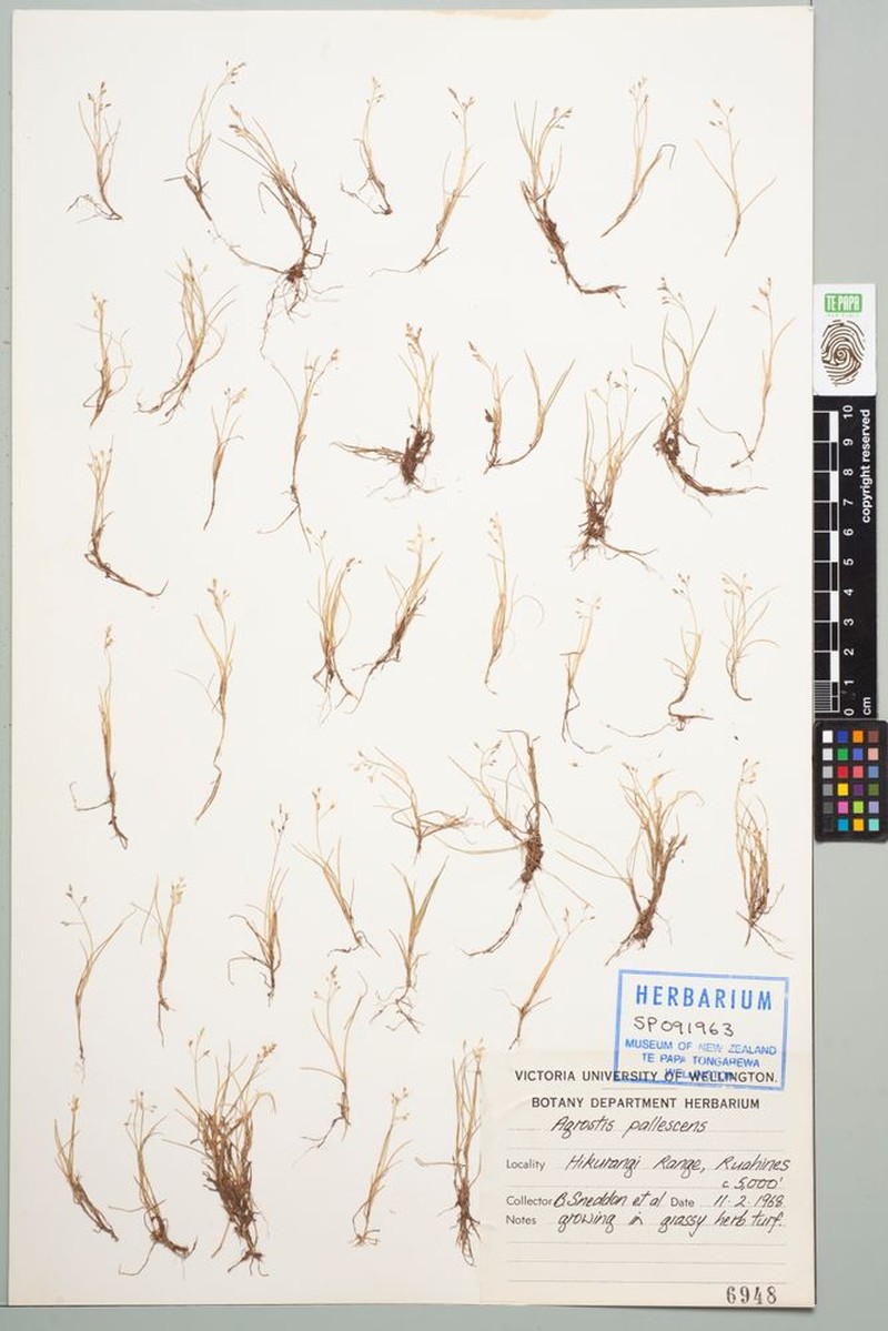 Agrostis pallescens photo 2
