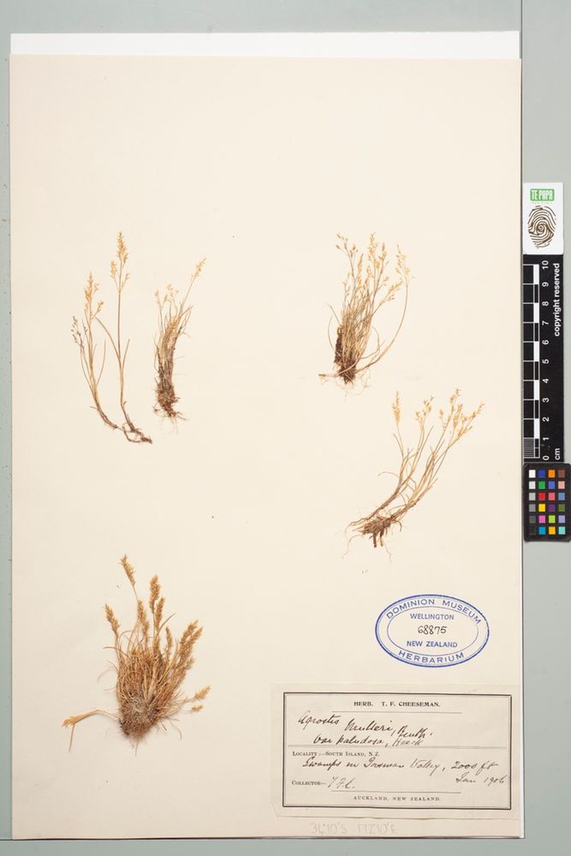 Agrostis pallescens photo 3