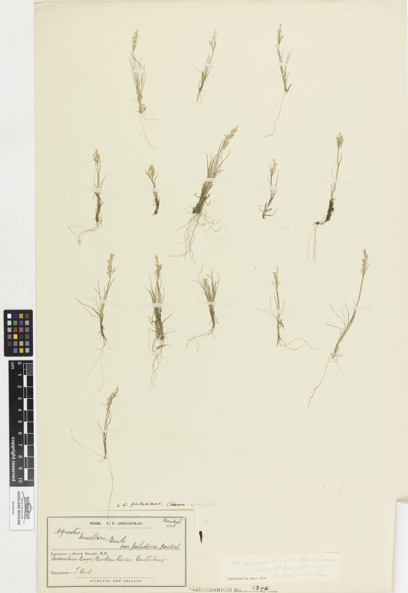 Agrostis pallescens photo 5