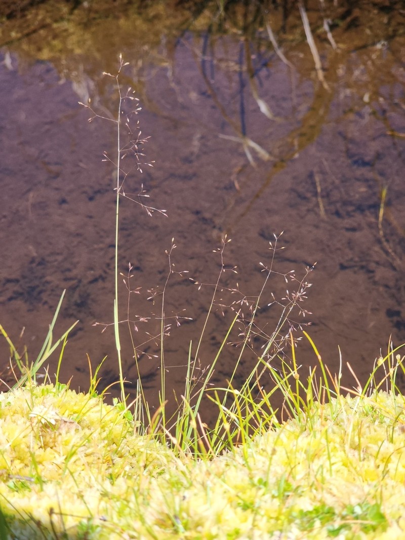 Agrostis parviflora