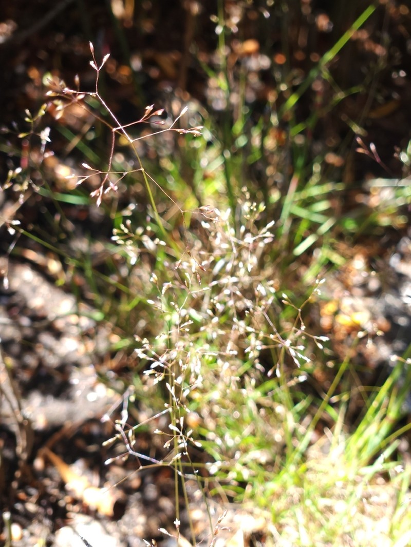 Agrostis parviflora photo 2