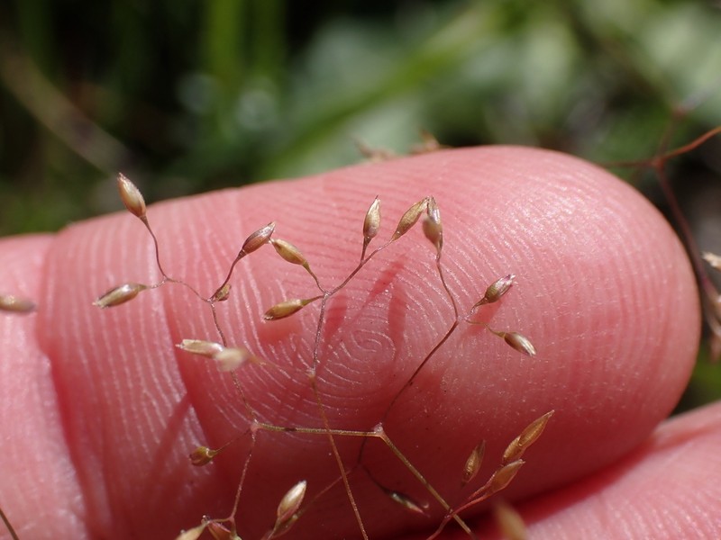 Agrostis parviflora photo 3