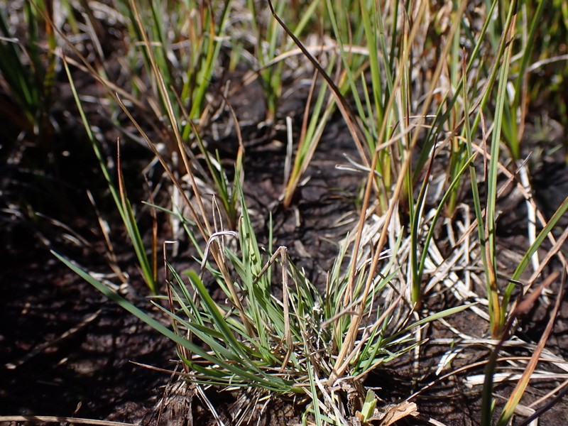 Agrostis parviflora photo 5