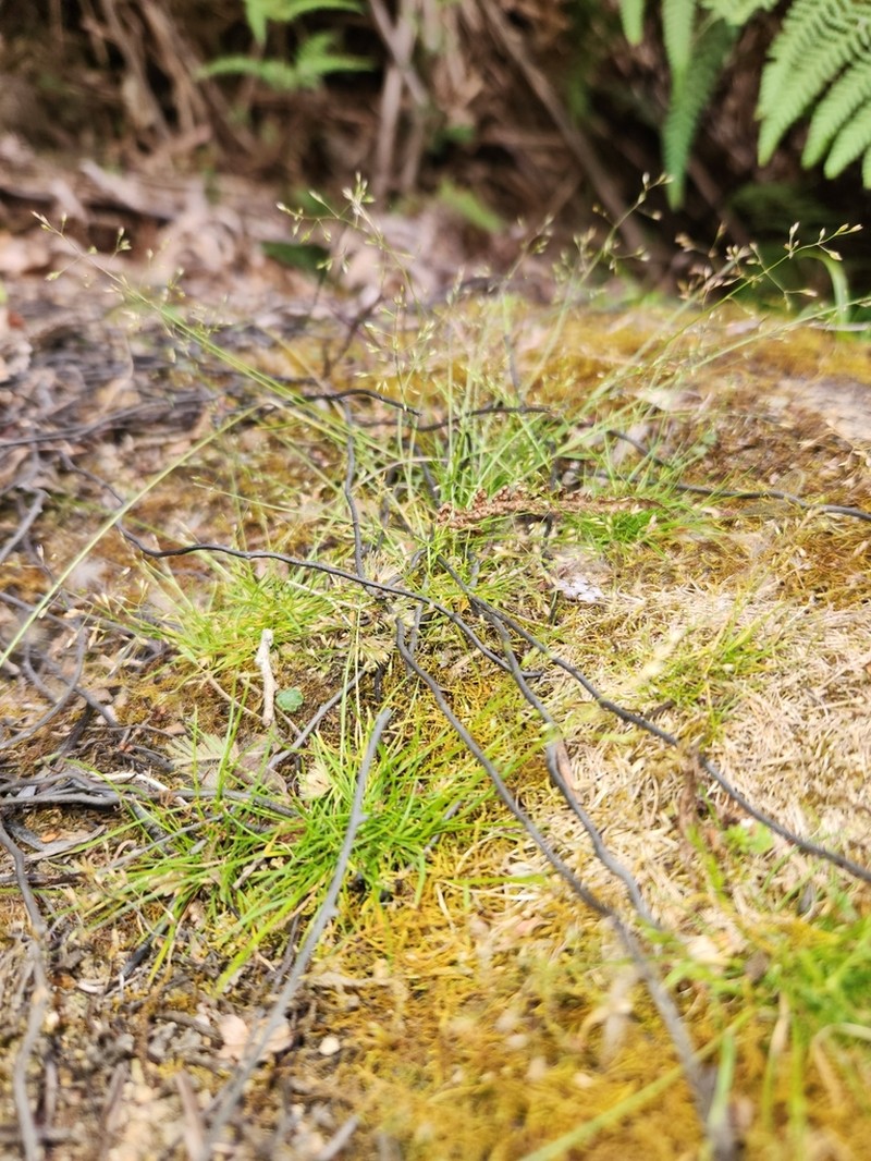 Agrostis parviflora photo 6