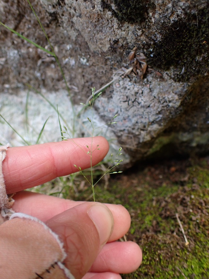 Agrostis parviflora photo 7