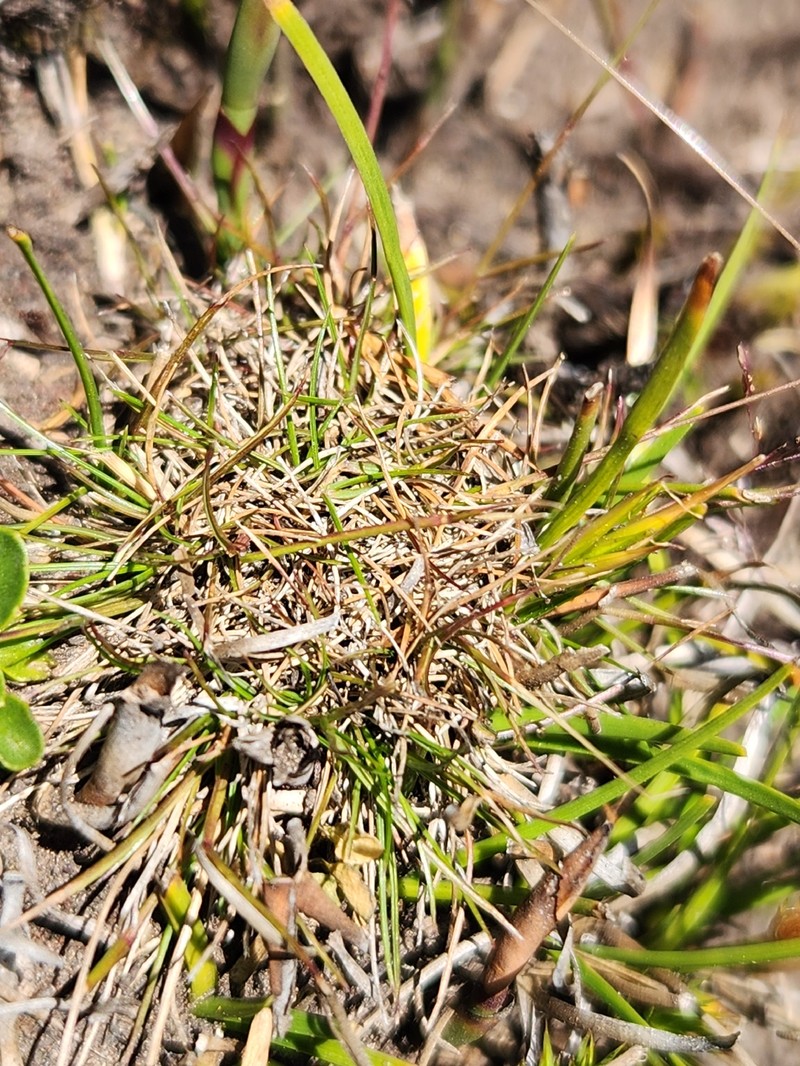 Agrostis parviflora photo 8