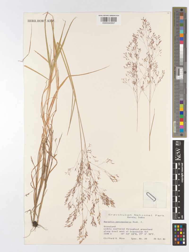Agrostis peninsularis