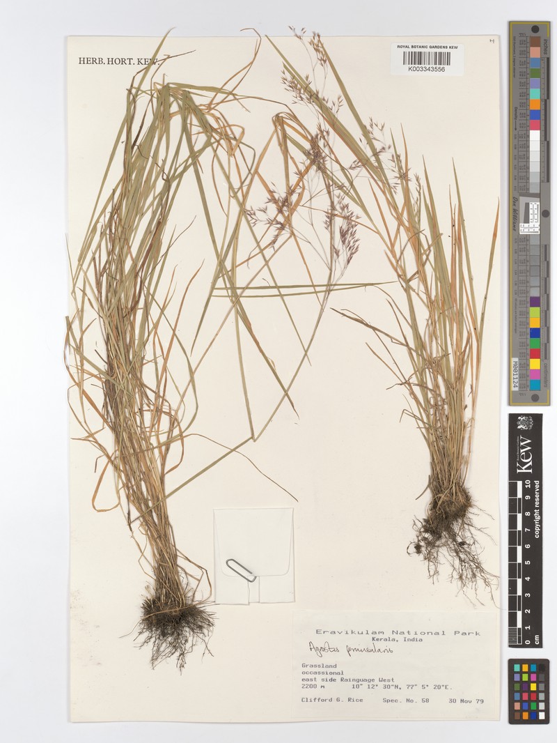 Agrostis peninsularis photo 2