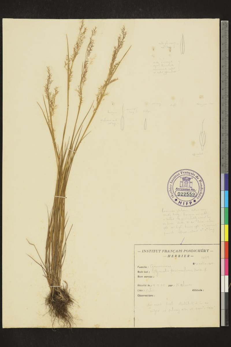 Agrostis peninsularis photo 3
