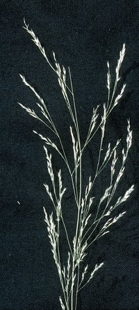 Upland Bentgrass
