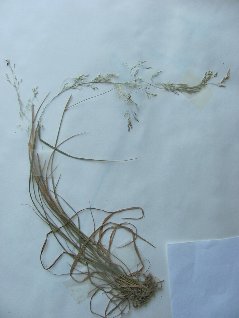 Upland Bentgrass photo 5