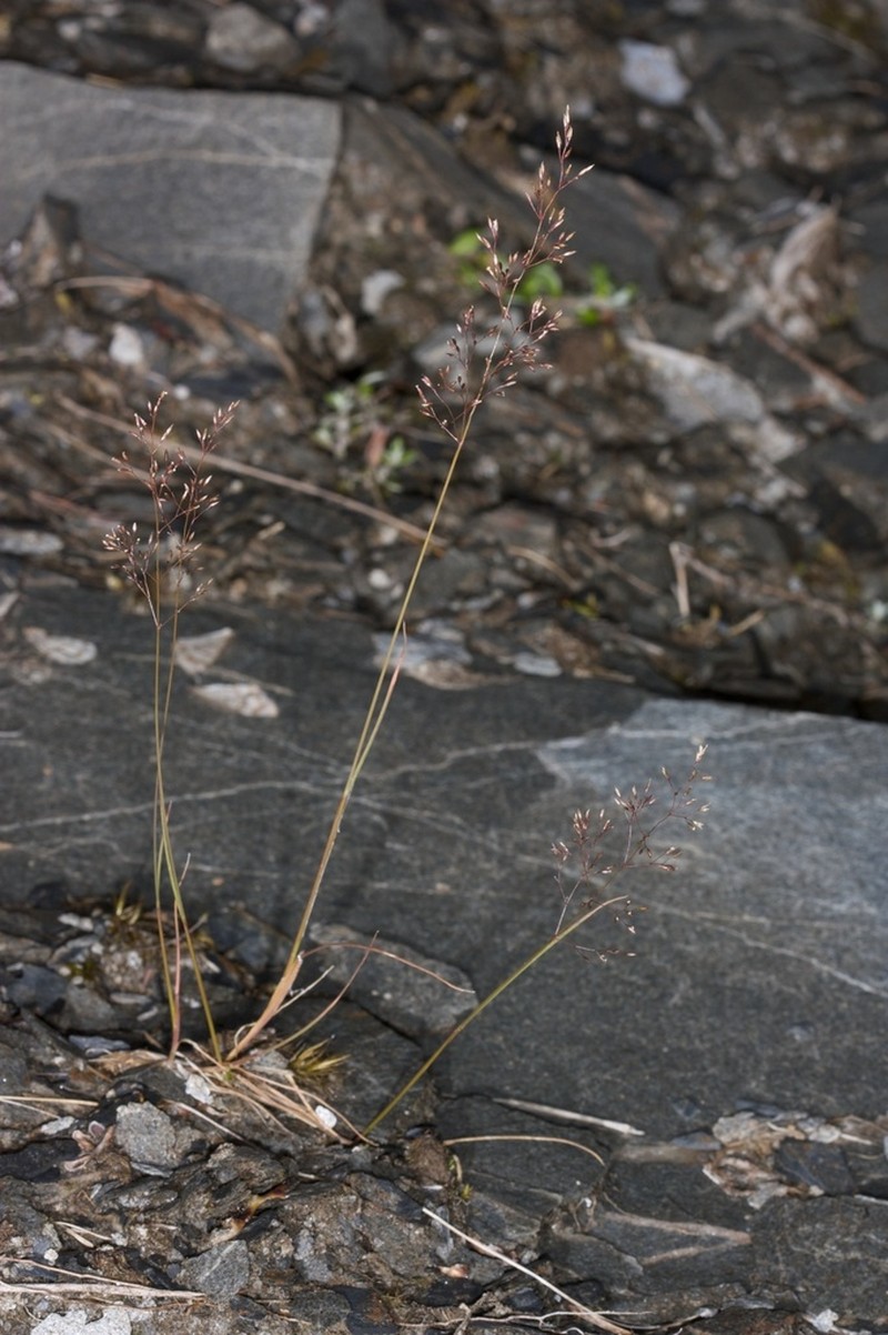 Agrostis personata