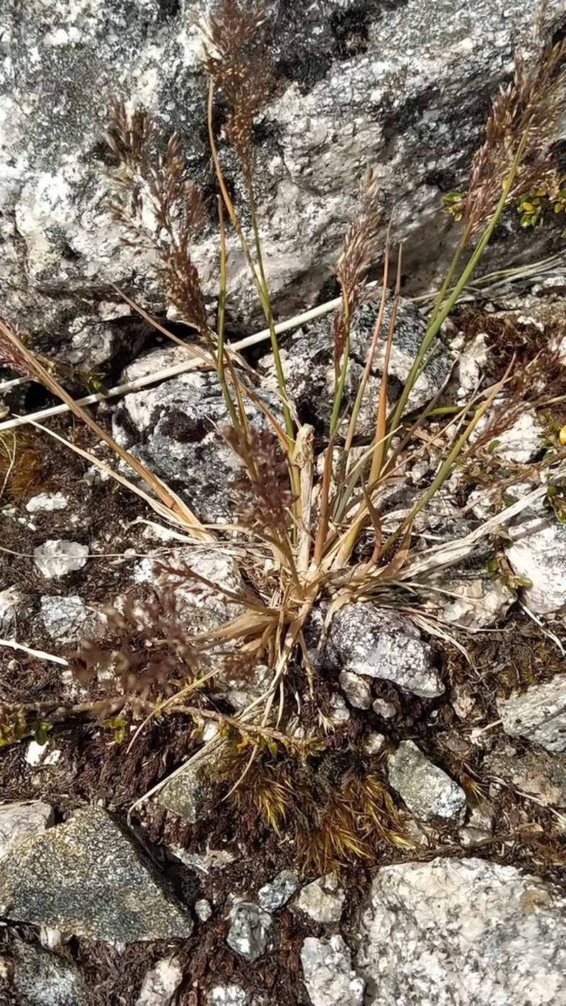 Agrostis personata photo 2