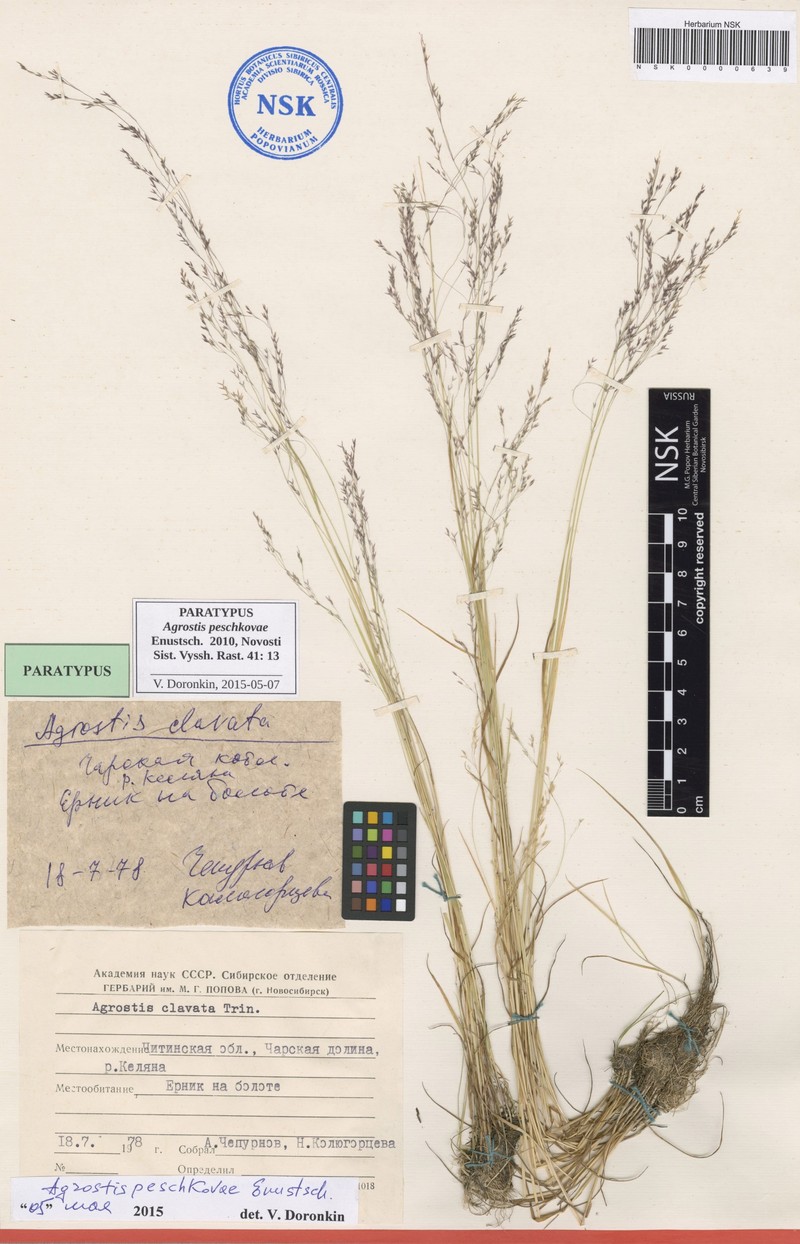 Agrostis peschkovae