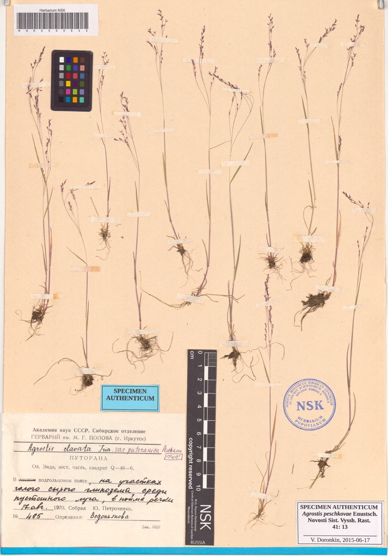 Agrostis peschkovae photo 2