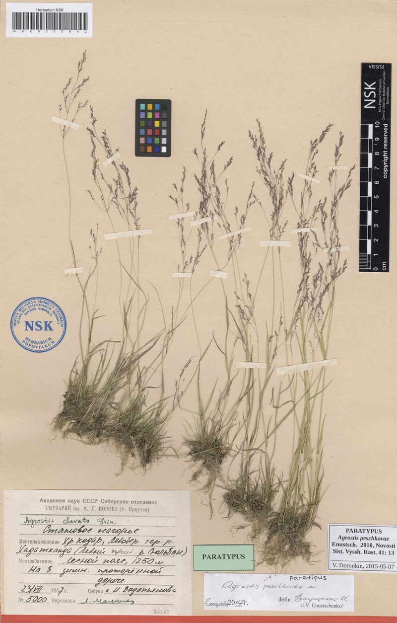 Agrostis peschkovae photo 3