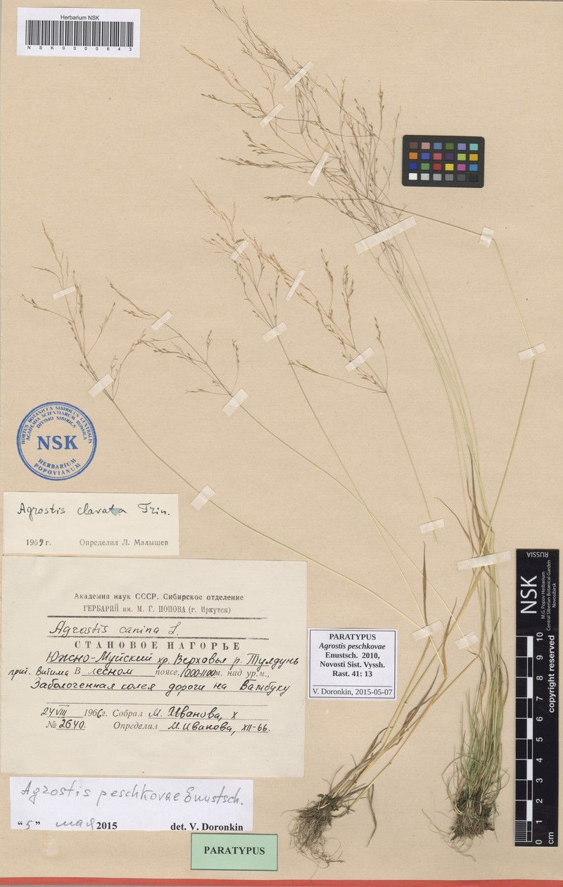 Agrostis peschkovae photo 4