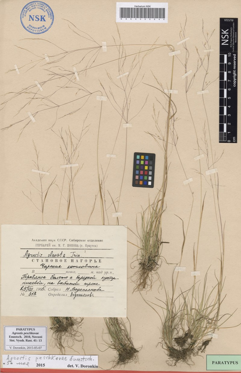 Agrostis peschkovae photo 5