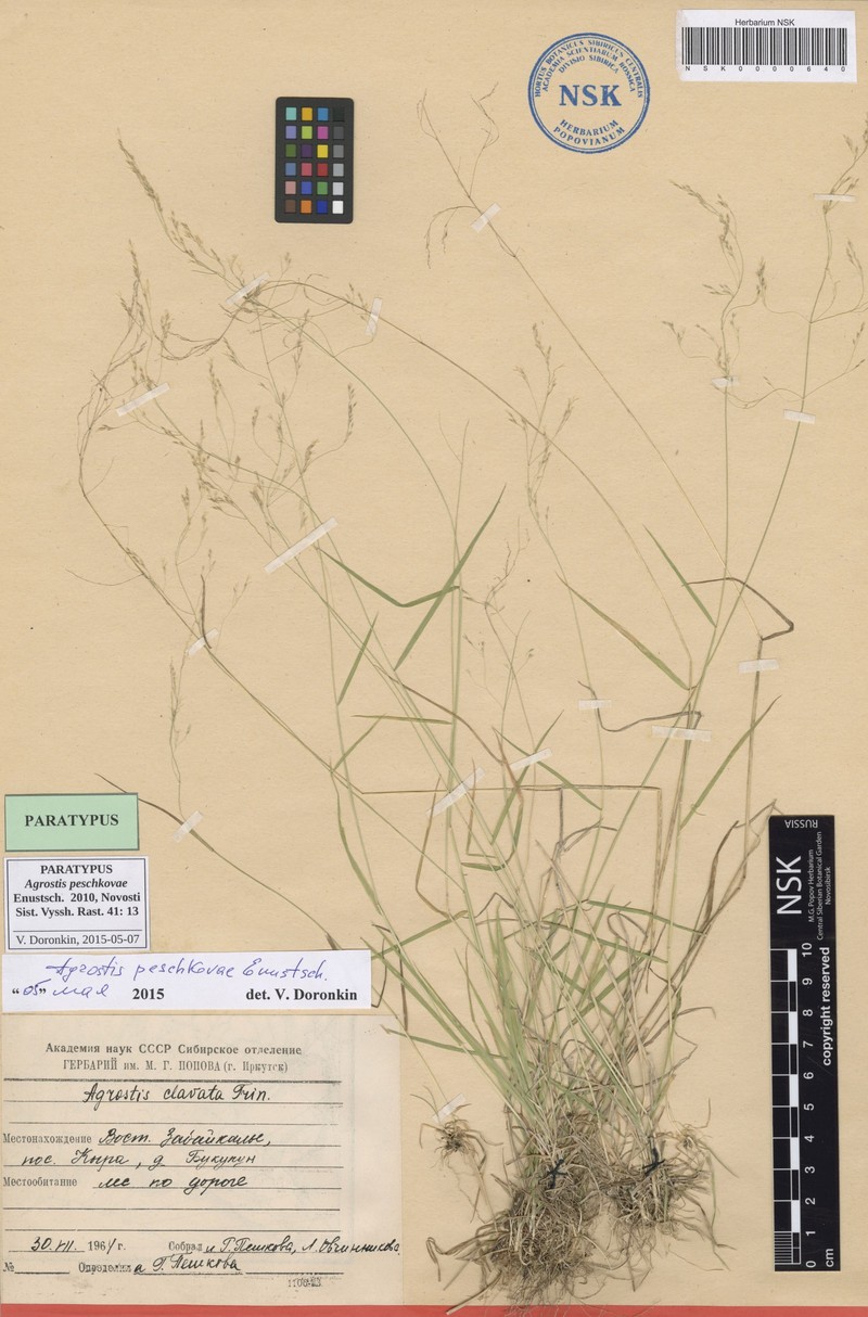 Agrostis peschkovae photo 6