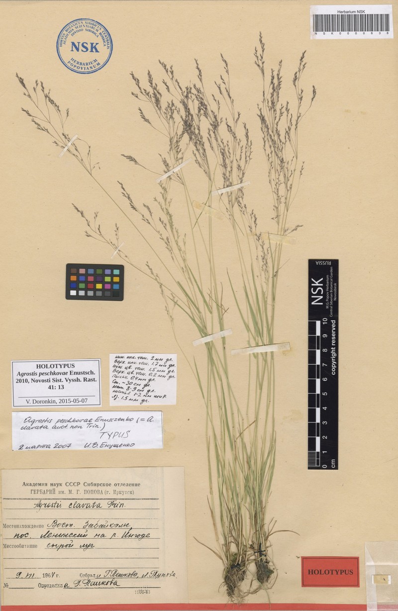 Agrostis peschkovae photo 7