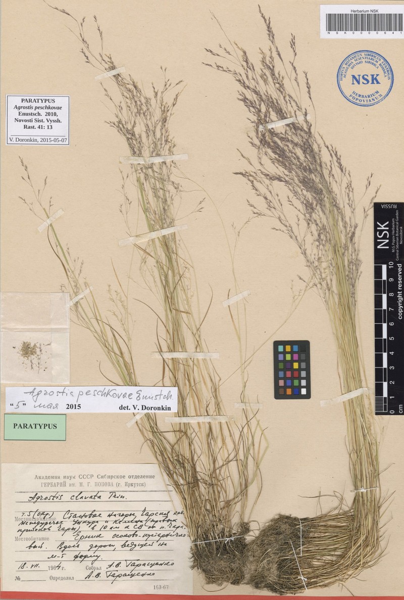 Agrostis peschkovae photo 8