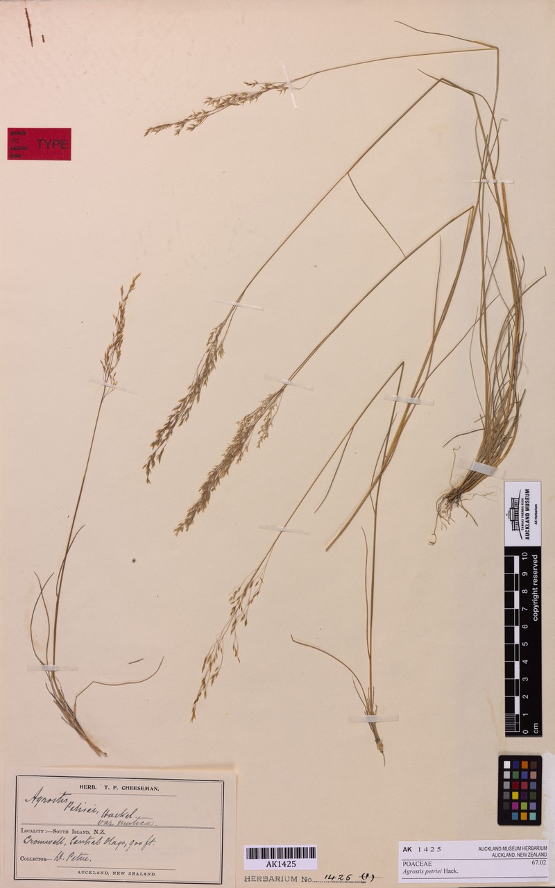 Agrostis petriei