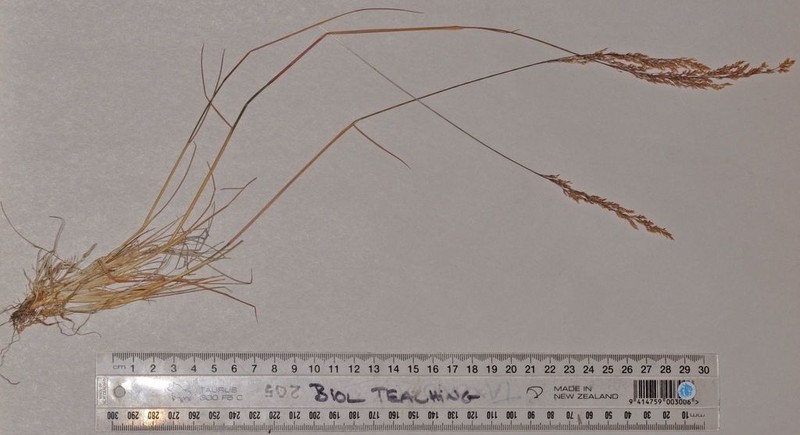 Agrostis petriei photo 2