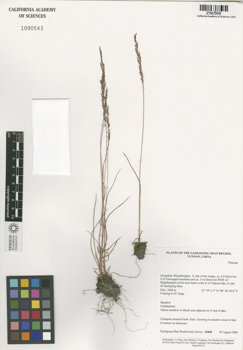 Agrostis pilosula