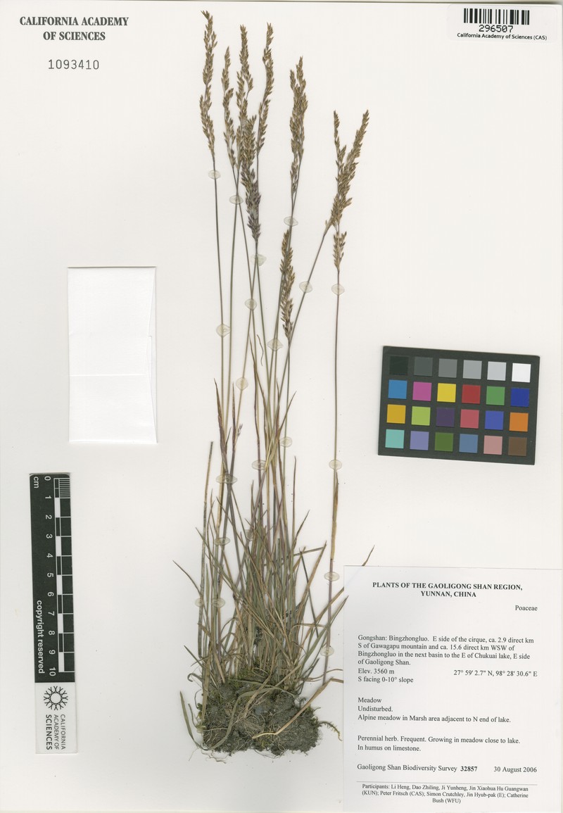 Agrostis pilosula photo 2