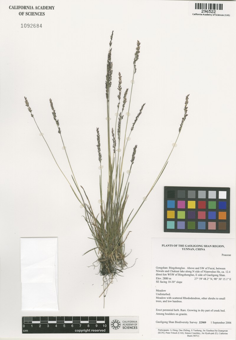 Agrostis pilosula photo 3