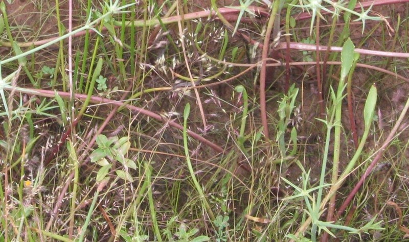 Agrostis pourretii