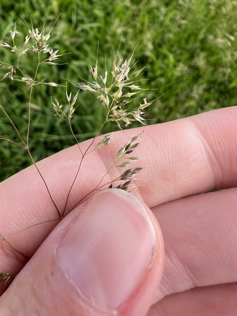 Agrostis pourretii photo 2