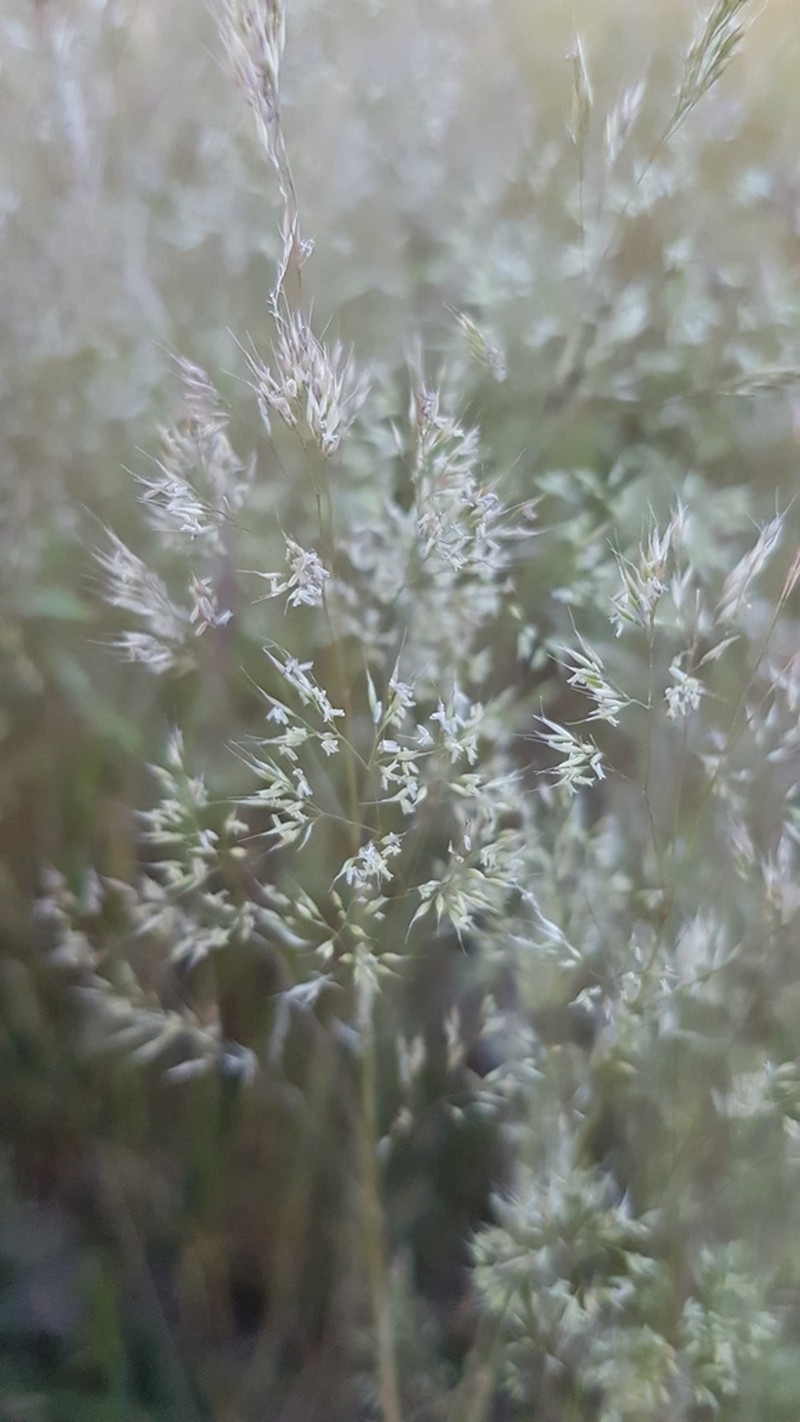 Agrostis pourretii photo 3