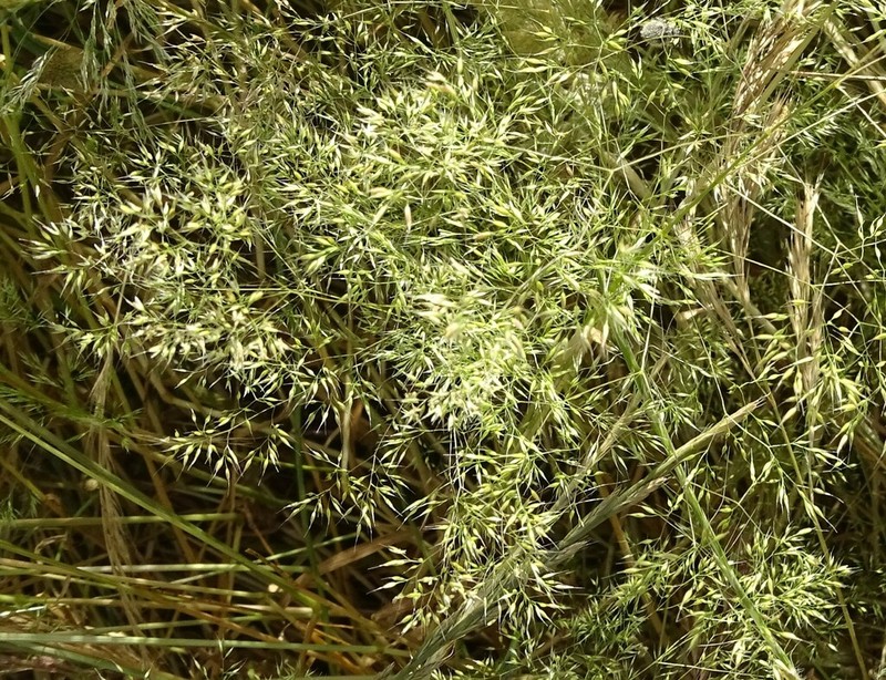 Agrostis pourretii photo 4