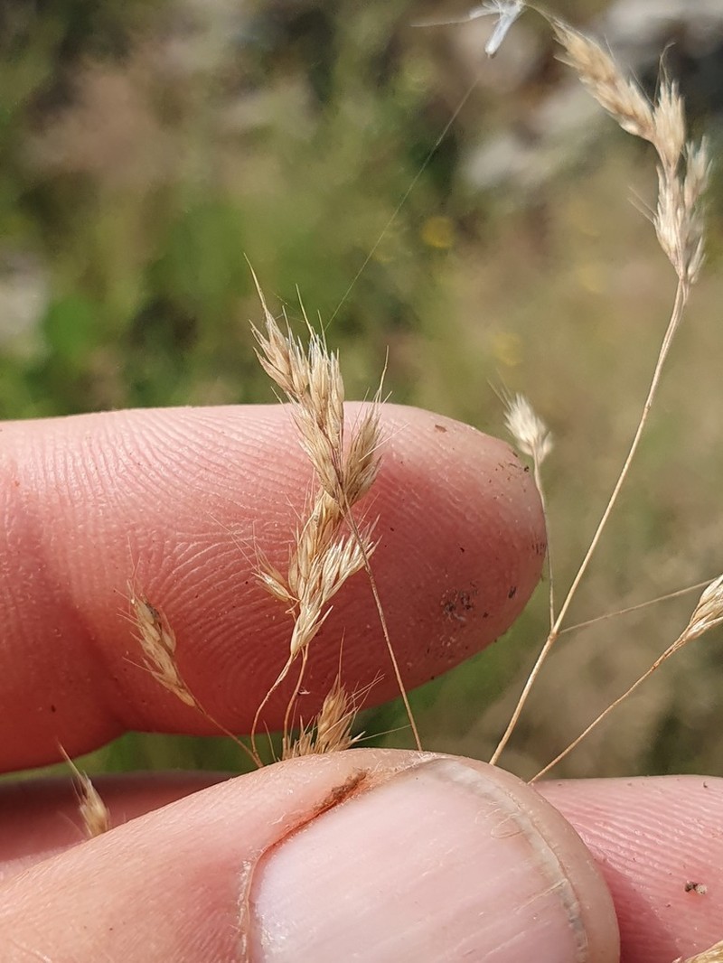 Agrostis pourretii photo 5