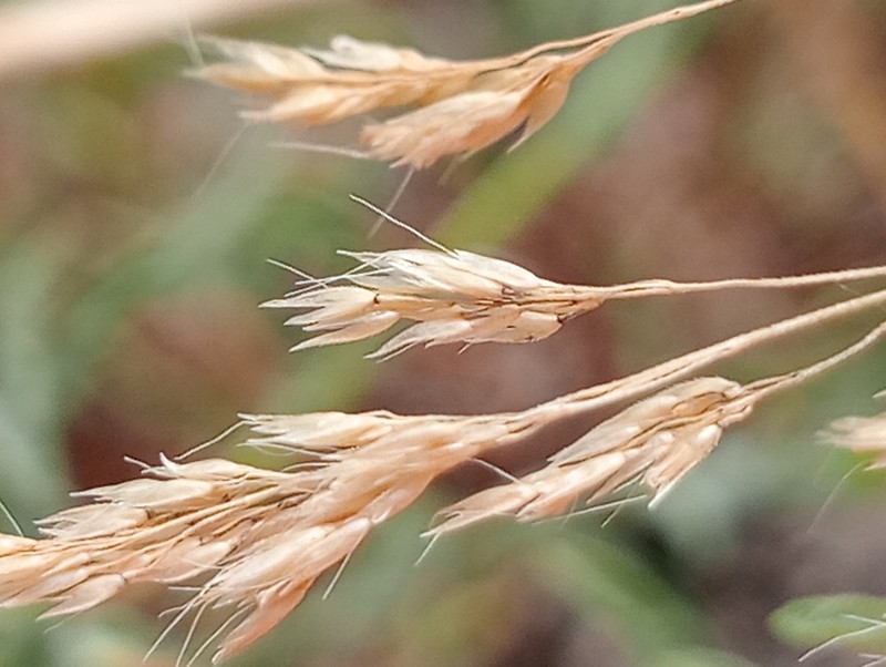 Agrostis pourretii photo 6