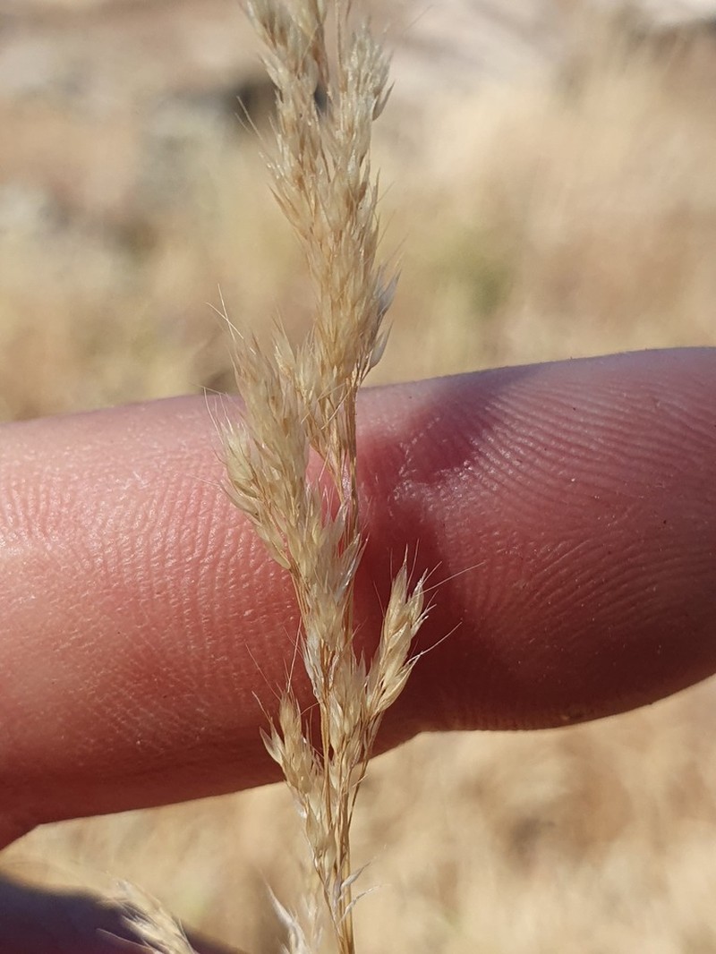 Agrostis pourretii photo 7