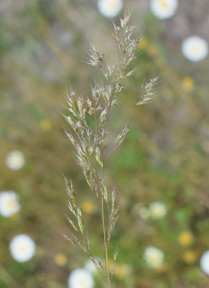 Agrostis pourretii photo 8