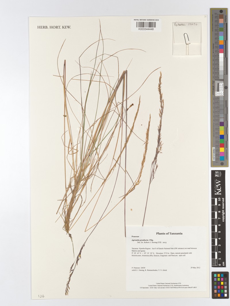 Agrostis producta